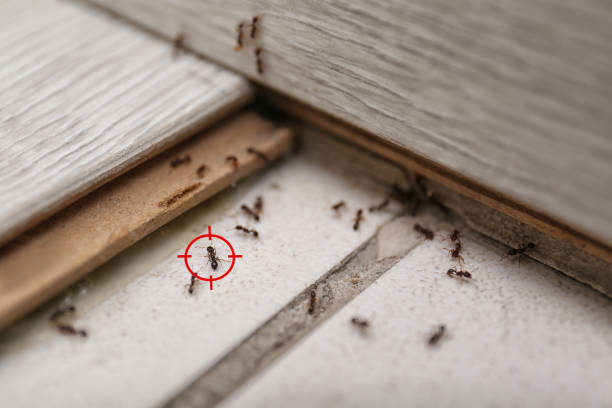 Trusted Mineola, TX Pest Control Experts
