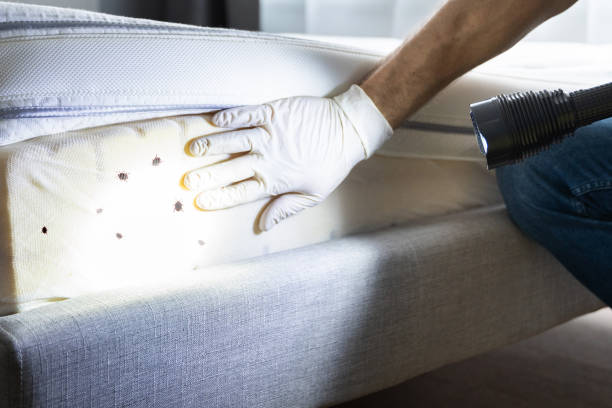 Best Ant Control Services  in Mineola, TX