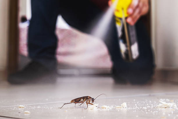 Best Local Pest Control Services  in Mineola, TX